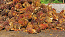 Unilever first launched its Sustainable Palm Oil Policy in 2013, with the aim of achieving a full traceable supply chain